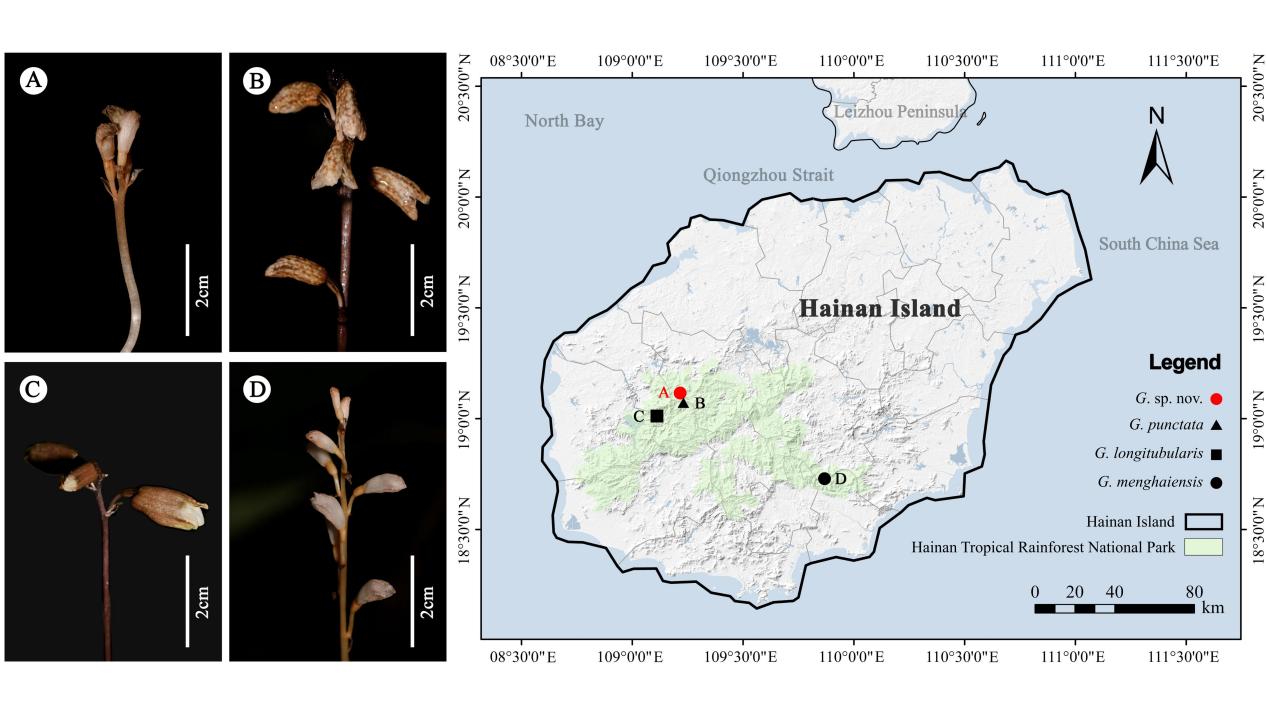 revised Figure 1 Known_distribution_points_and_pictures_of_Gastrodia_in_Hainan_Island